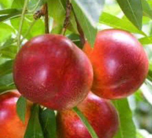 Pomi fructiferi La Ghiveci (Nectarin)