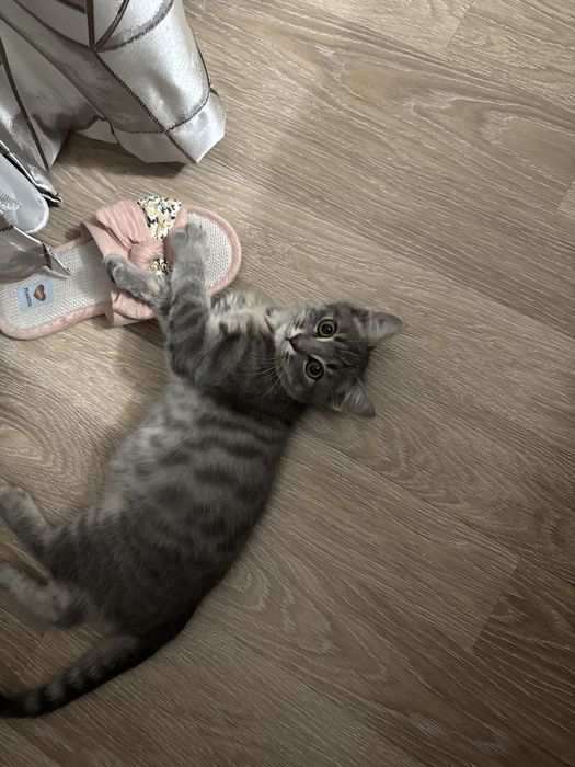Отдаем котенка в хорошие руки