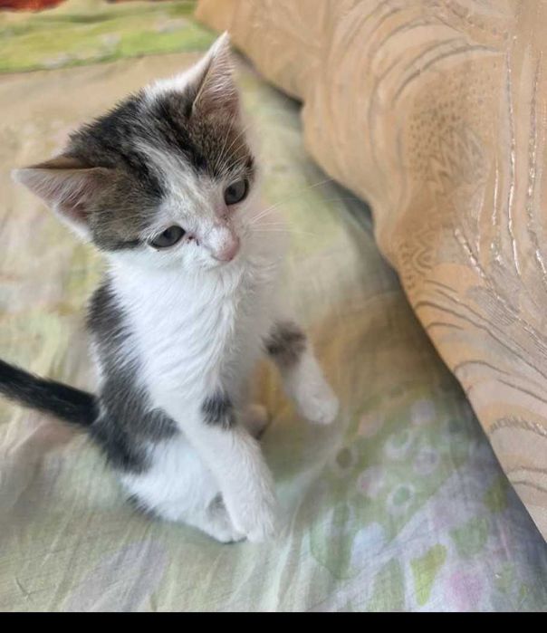 Отдам котенка в хорошие и добрые руки