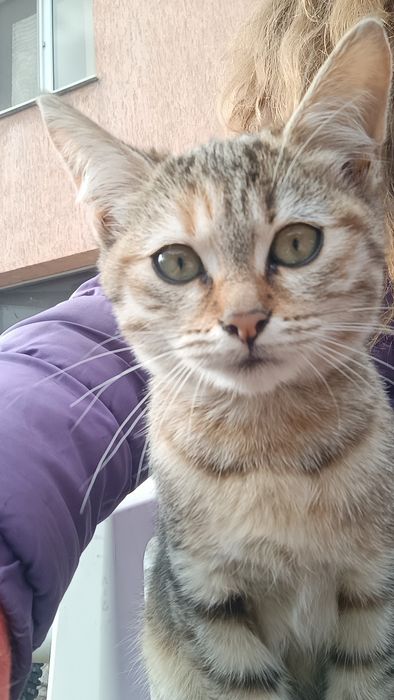 Подарявам две котенца