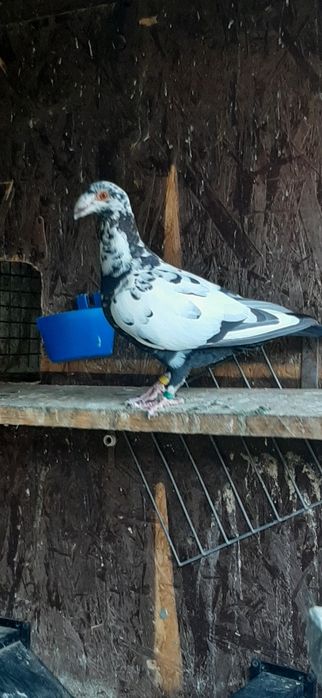 Porumbei duduros stil vechi