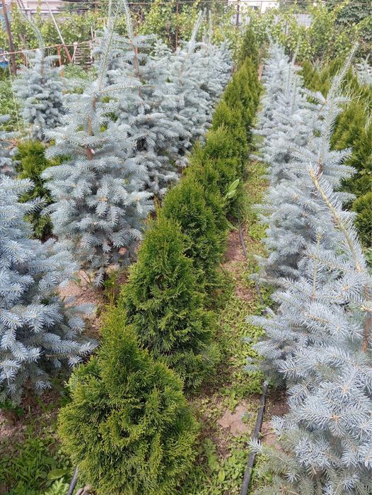 Туи ели самшит от саженцев до больших деревьев