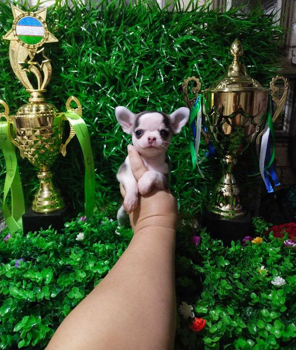 Чихуахуа   щенки