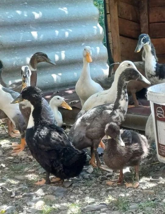 Rațe leșești de casă