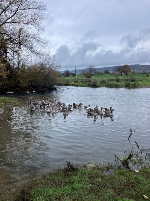 Продавам яйца от гъски
