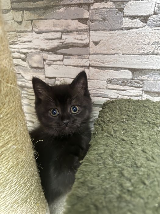 Продаются британские котятя