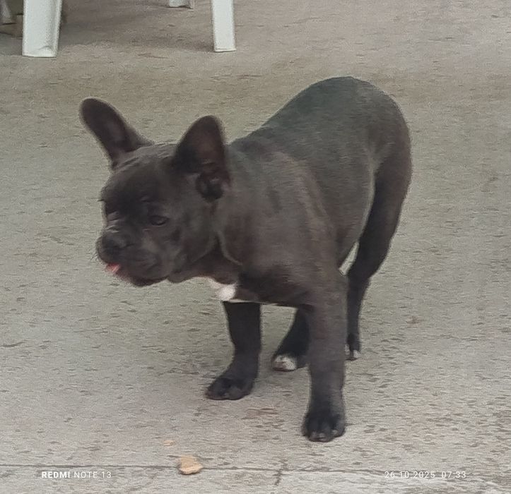 Френски булдог мъжко и женско