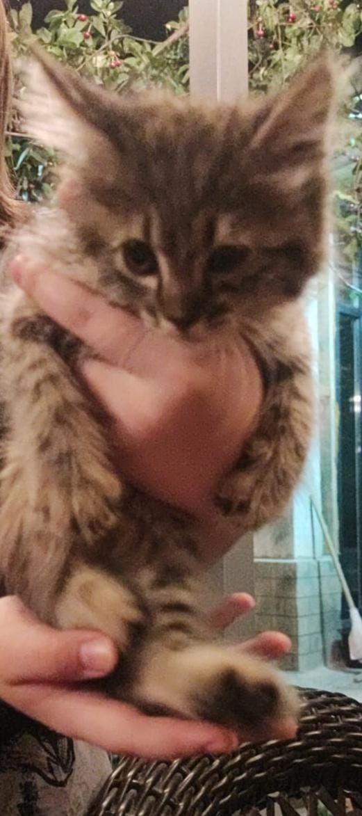 Котята от мамы крысоловки