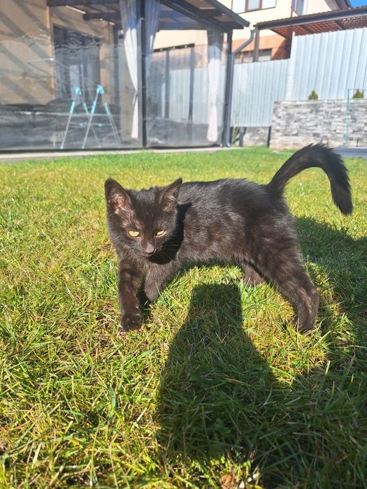 Три котёнка-крысылова ищут тёплый дом. Отдадим бесплатно.