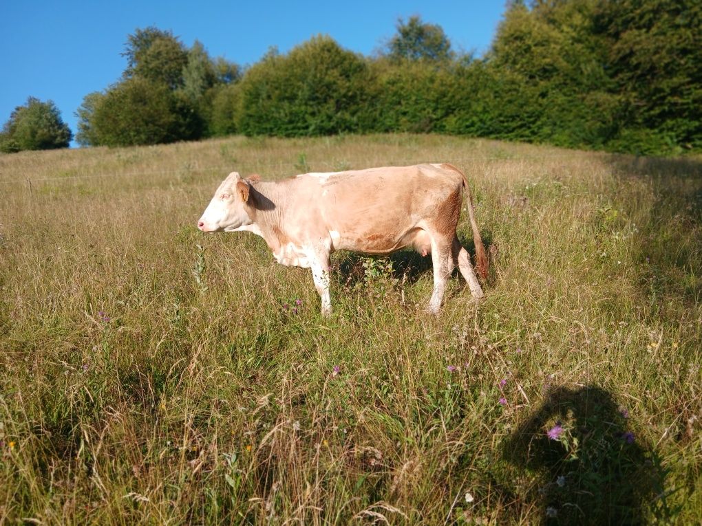 Vând vaca de 2 vitei gustata in 4 luni