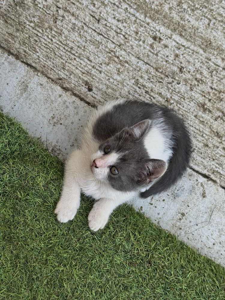 Pisoi de 2 luni - SPRE ADOPTIE