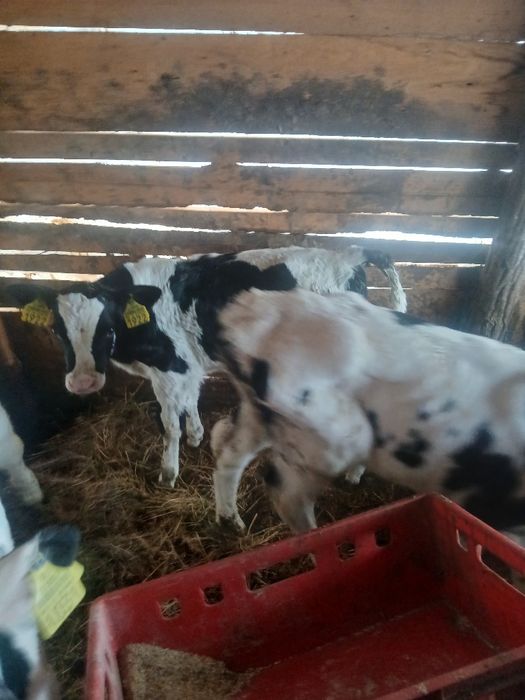 Vând 3 tauras  semi antercat