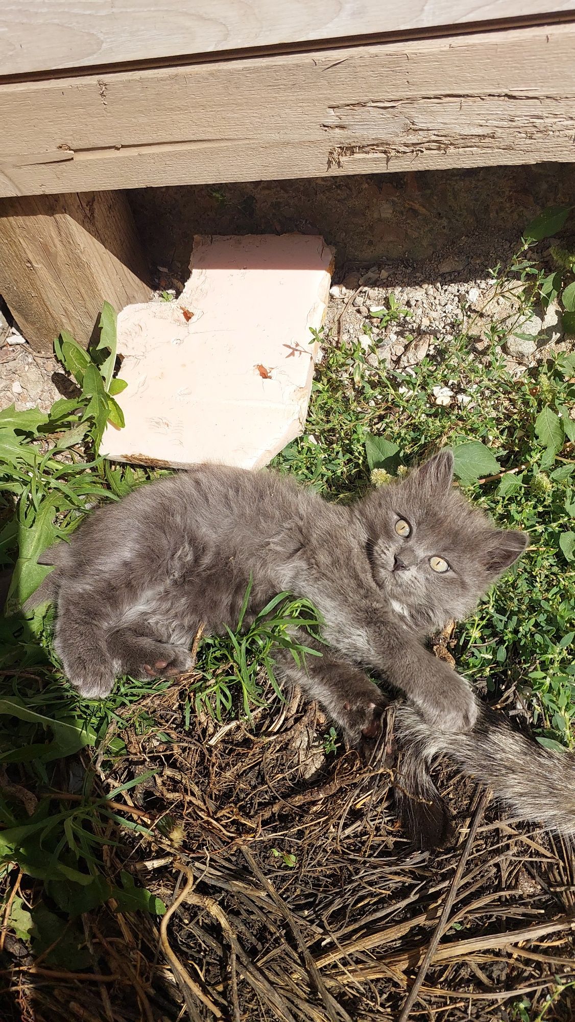 Котята бесплатно