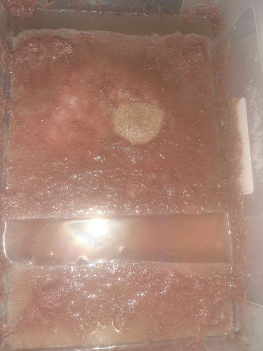 Живой корм для рыб Изя