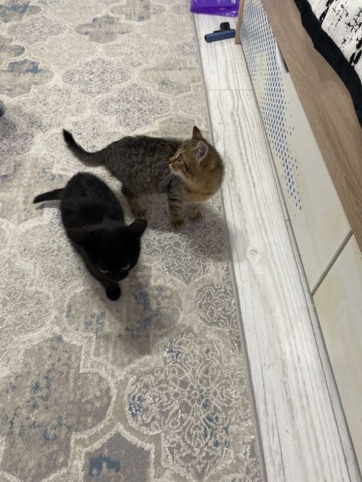 Отдам котят в зорошие рукий девушкий