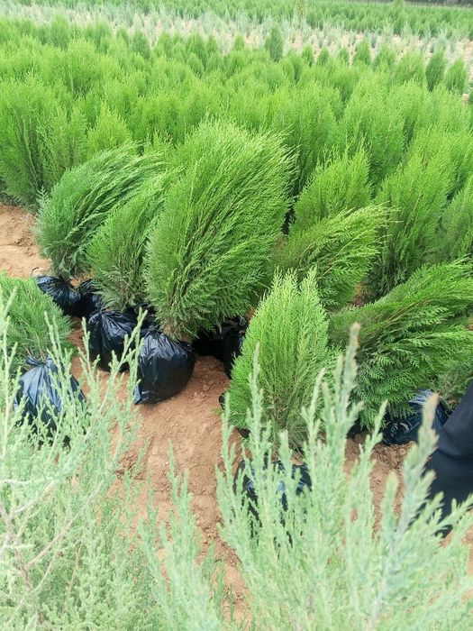 Туя книжная (Thuja plicata) — оптом с собственного поля!
