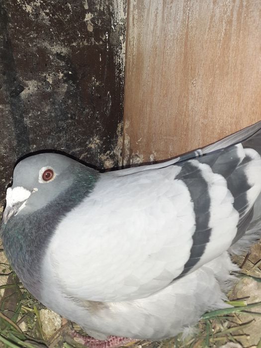 Porumbei voiajori zburați și pui de vânzare