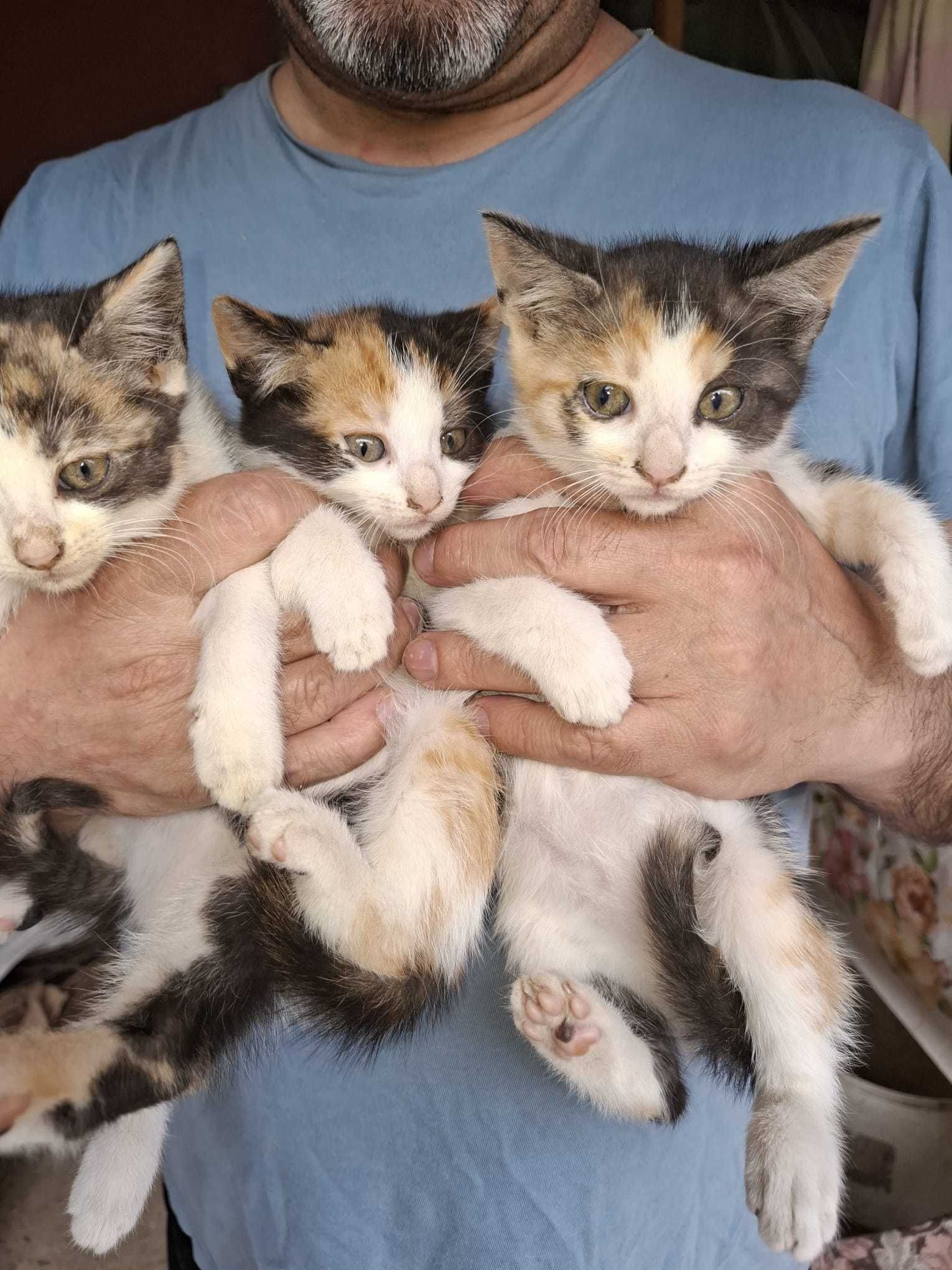 Pisicuti pentru adoptie