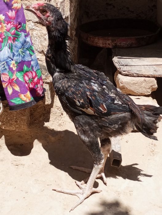 Kafolati bor kelishamiz