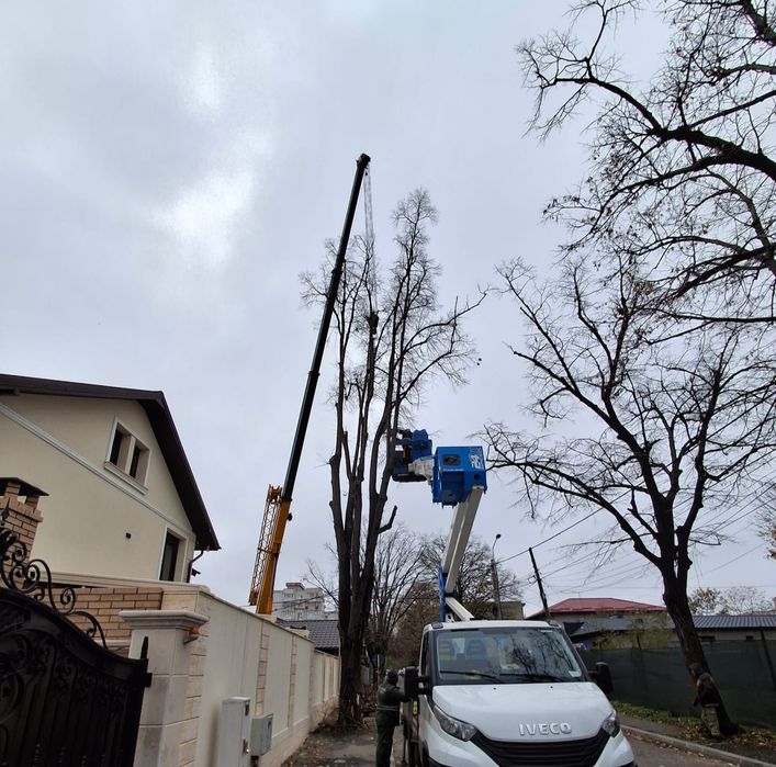 Tăiere/Fasonare/Toaletare Copaci/Alpinism Utilitar Rapid.