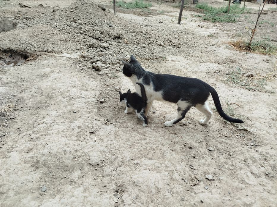 котят отдадим даром