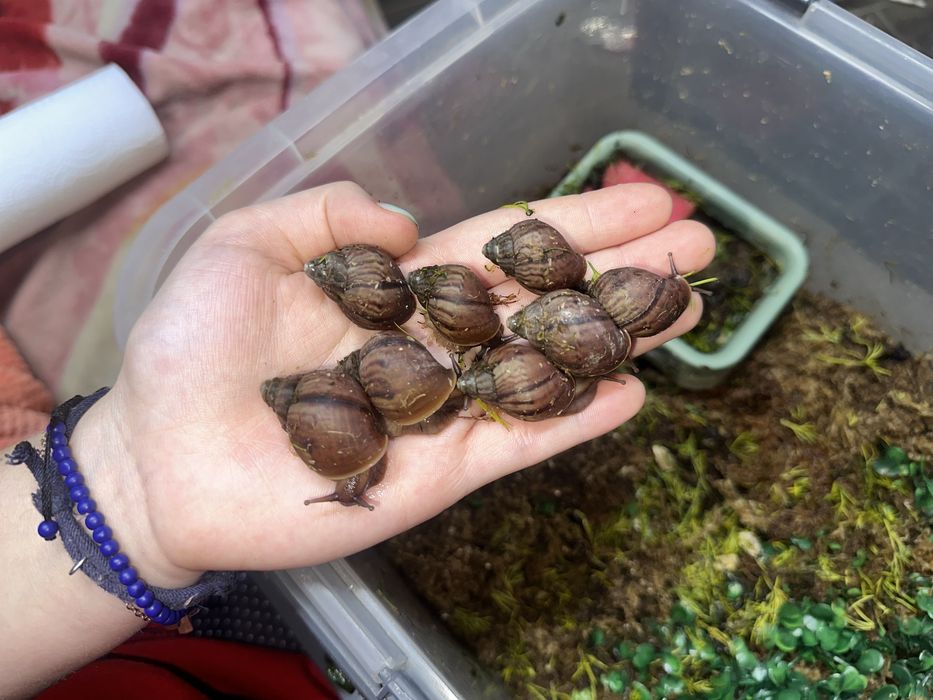 Улитки ахатина фулика стандарт