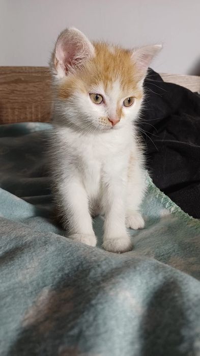 Donez 1 pisicuță dragalasă