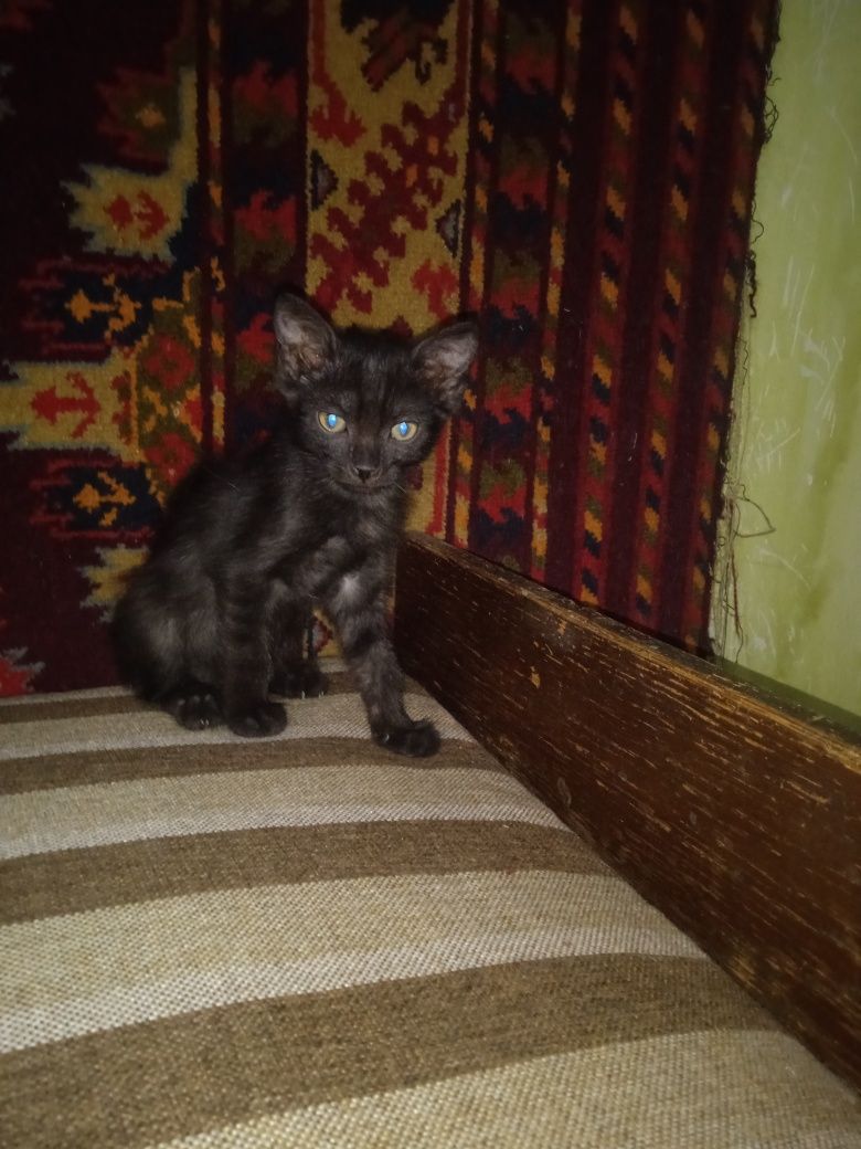 Продаются котята
