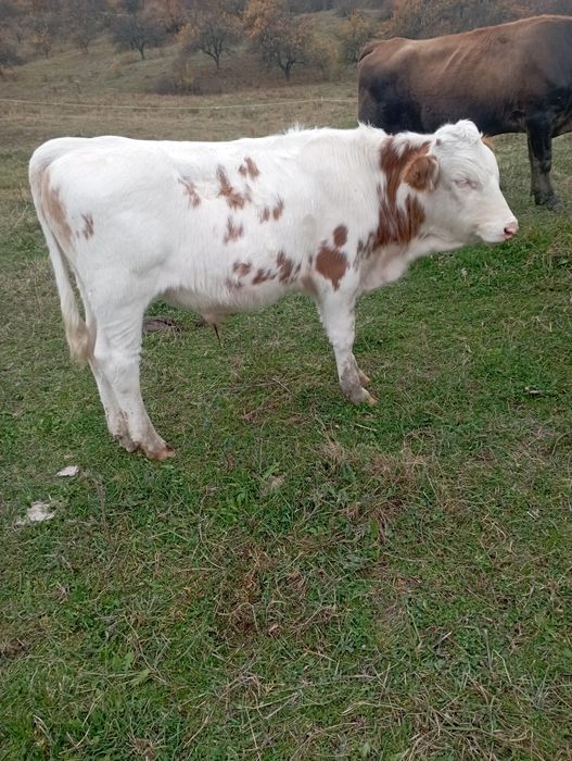 Vând 4 tăurași i și o vițică