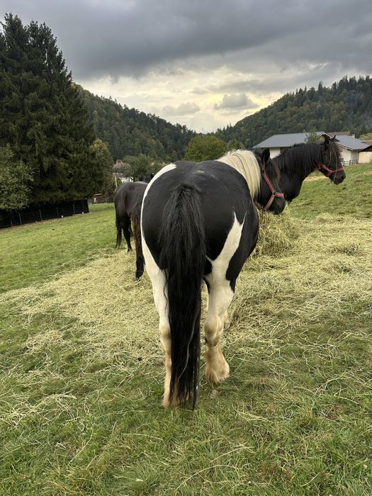 Vand iapa gypsy vanner 4 ani