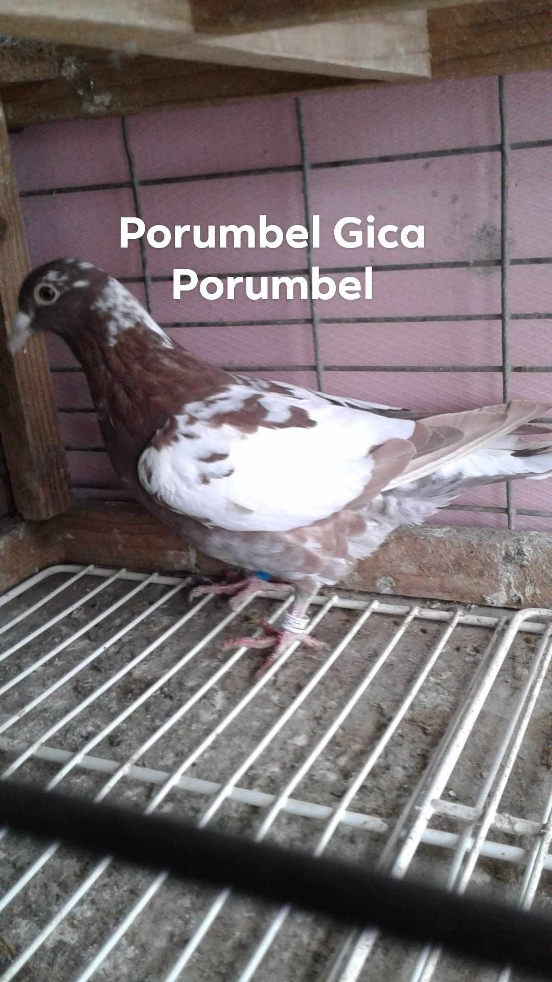 Vând porumbei meulemans pe roșu și pe galben.