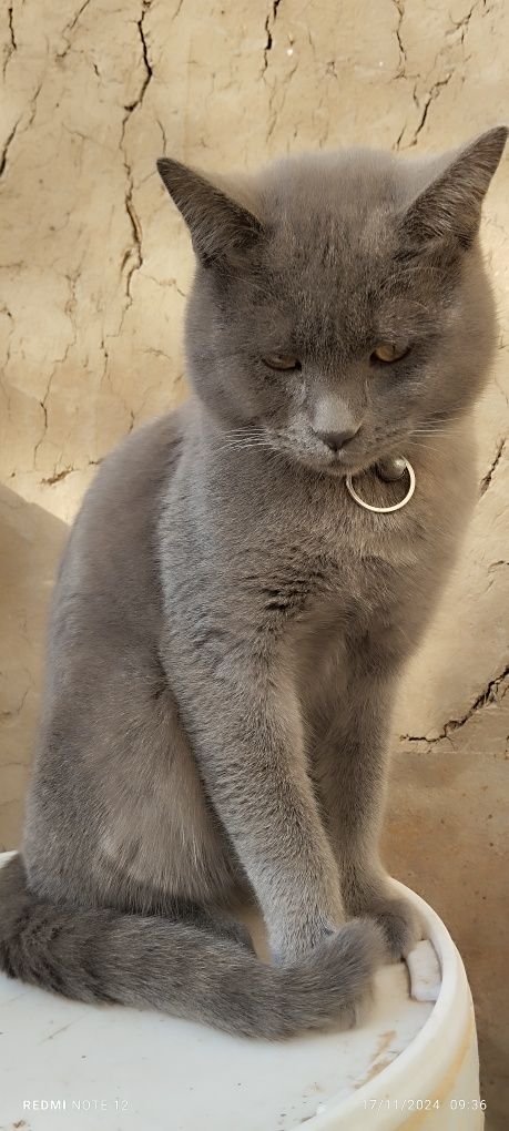 Zotli Mushuk Chartreux