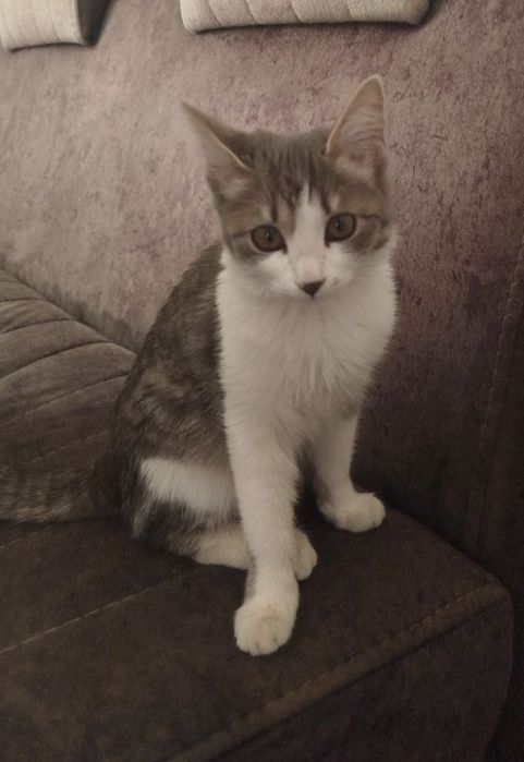 Кошка в подарков