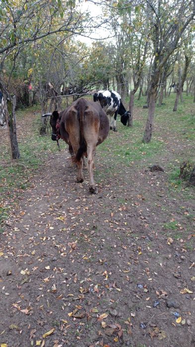 Vând vacă blândă, rasă brună