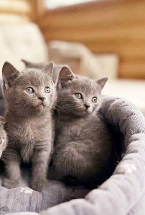 Шотландские котята, девочки 1.5 мес