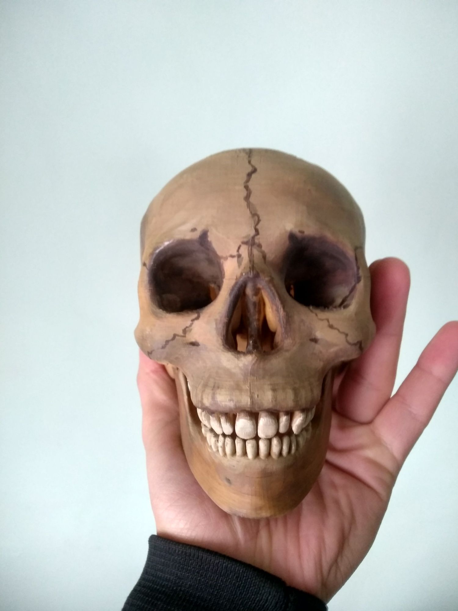 Bosh chanogʻi modeli/ 3Д модель черепа