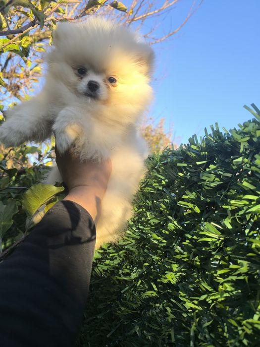 Мъжки померанчета