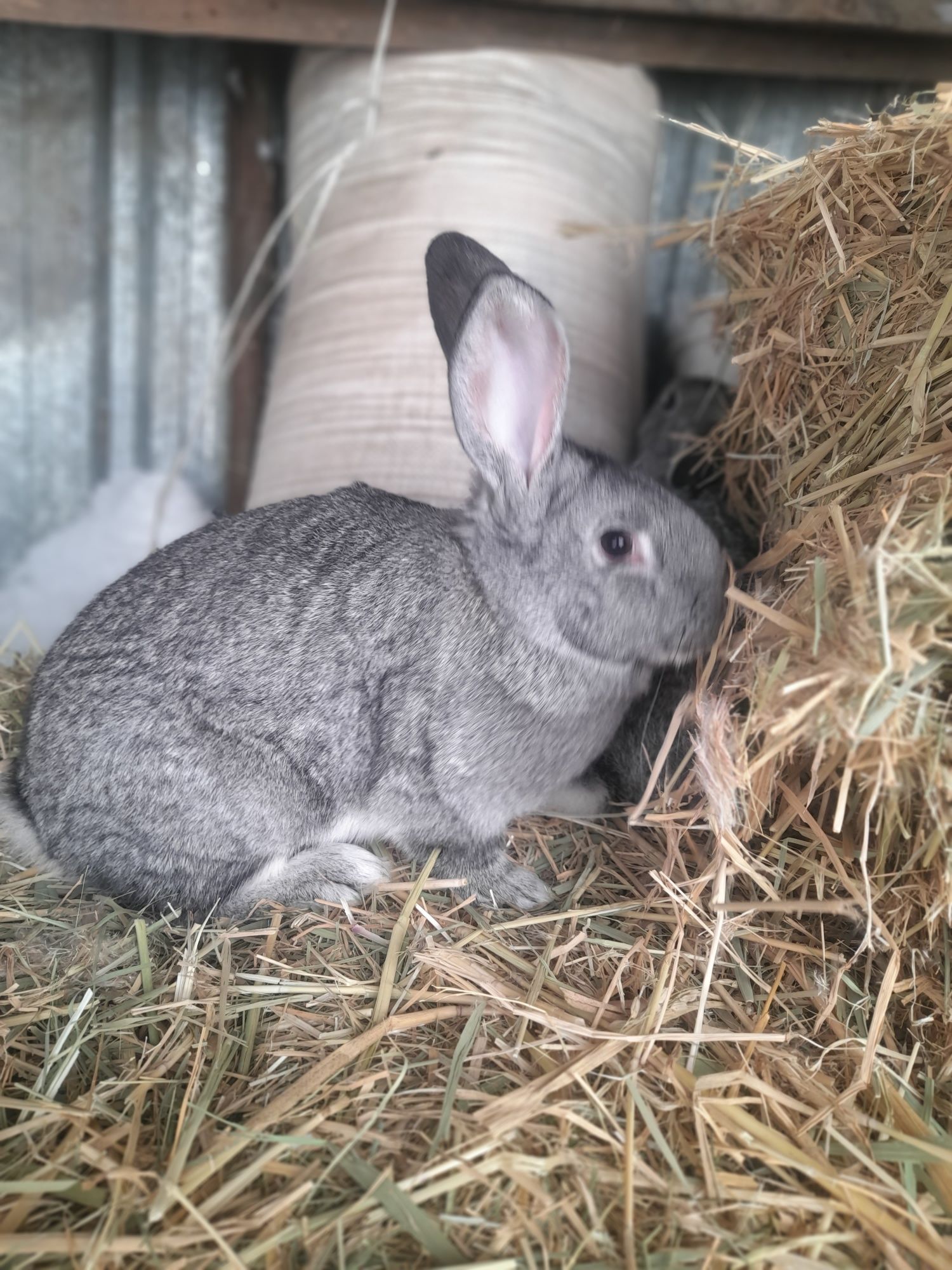 Кролики  1 и5 месяцев 2   есяца