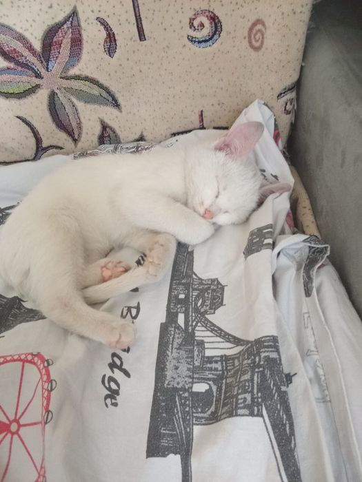 Одам кошку добрые руки