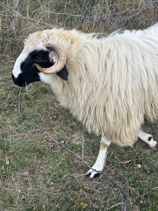 Berbeci brezi foarte frumosi