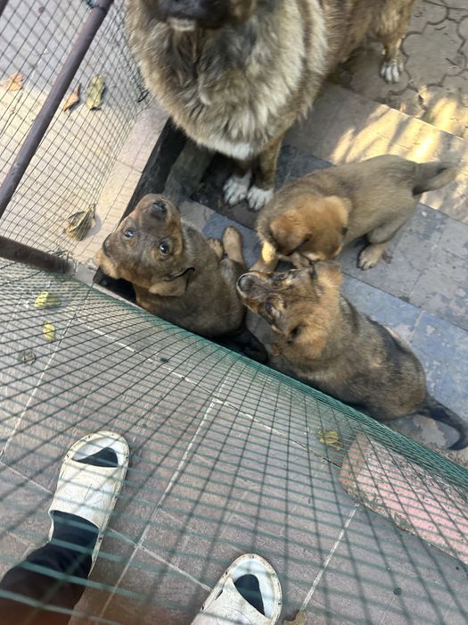 Donez catelusi 2 luni