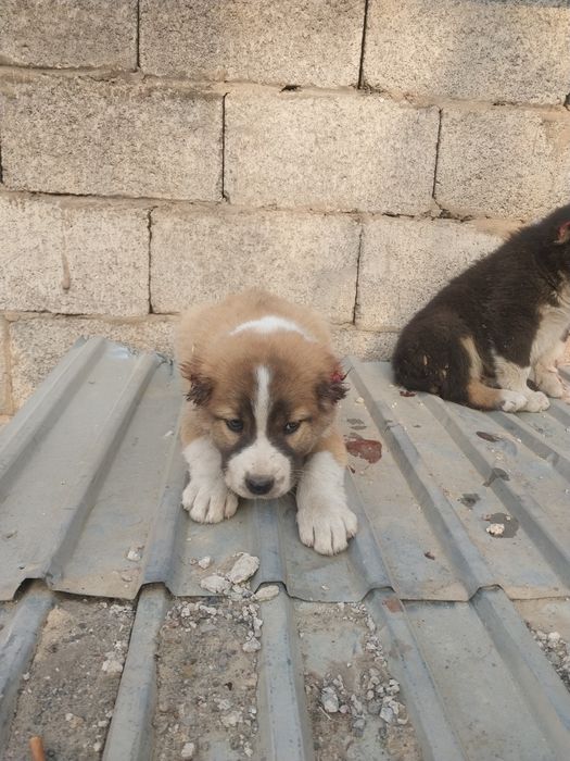 Кушты сатылады срочно