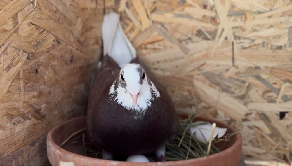 Porumbei Voiajori (Hațeg, Calan, Deva)