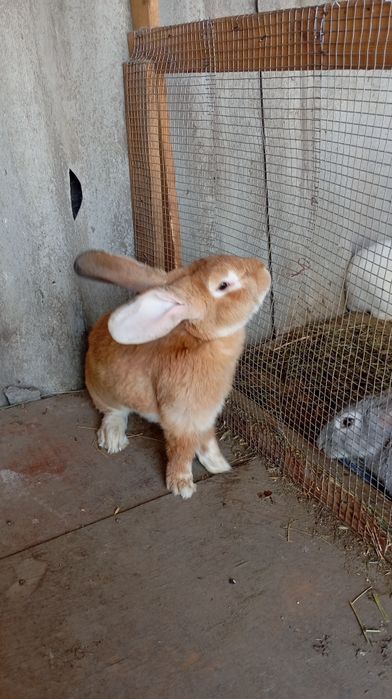 Фландр чистокровный Крол