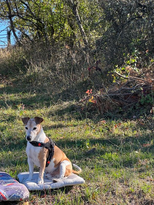 Плот Орех ,обработен