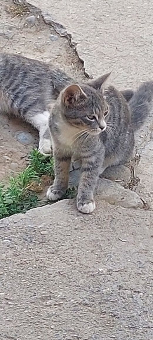 Бесплатно  котята