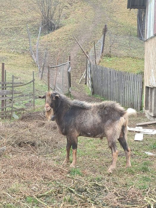 Vând un țap și o capra