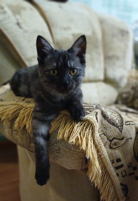 Котёнок  в добрые руки!