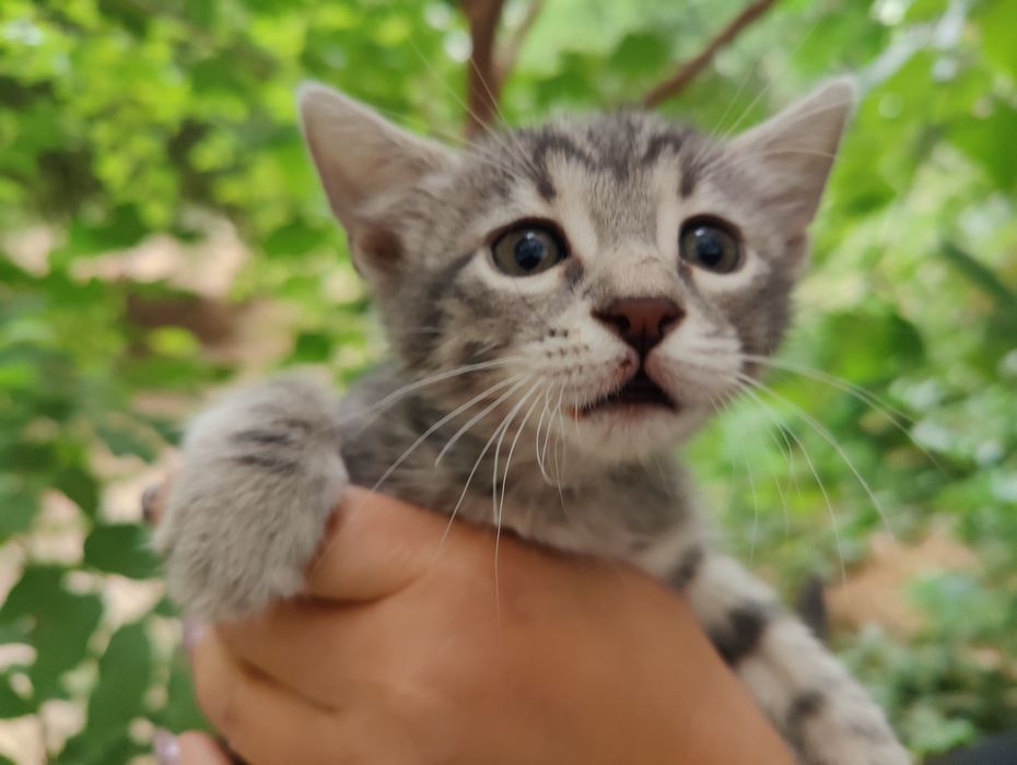 Женско котенце с буквата М на челото