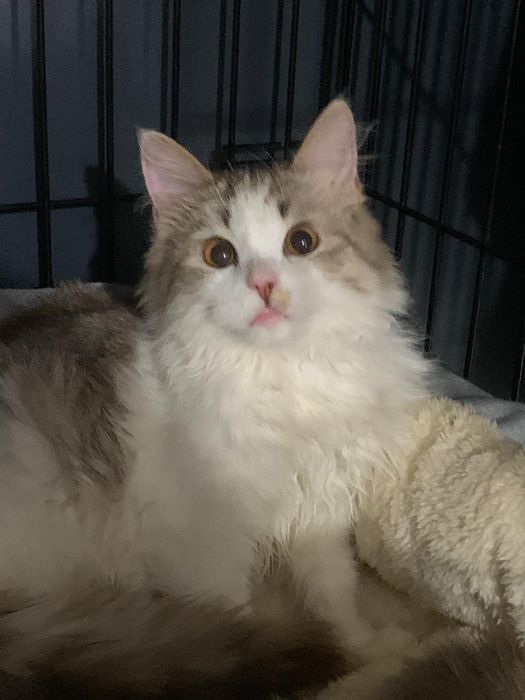 Котик ищет дрбрые руки